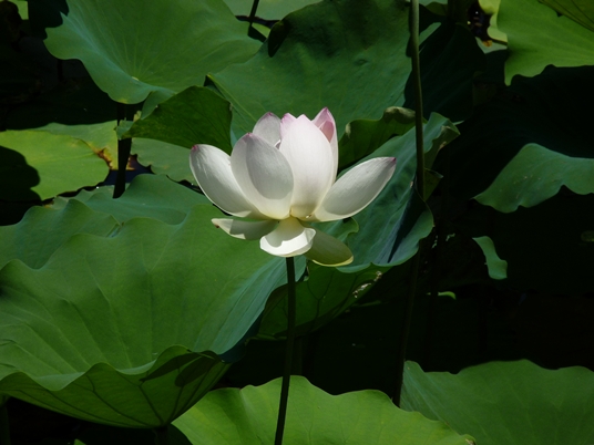 {Nelumbo nucifera}